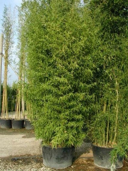 Bamboe (Phyllostachys Aurea) 3 Bamboe (Phyllostachys Aurea) - Afbeelding 3