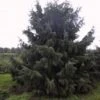 Spar (Picea Breweriana) -Planten Verkoopwinkel 20101220171250 4