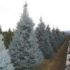 Amerikaanse Blauwe Spar (Picea Pungens 'Fat Albert') 15 Amerikaanse Blauwe Spar (Picea Pungens 'Fat Albert') -Planten Verkoopwinkel 20101220171738 7 1