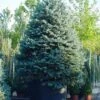 Spar (Picea Pungens 'Hoopsii') -Planten Verkoopwinkel 20101220172833 13