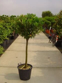 Laurierkers Op Stam (Prunus Laurocerasus 'Otto Luyken') -Planten Verkoopwinkel 20101221104726 2