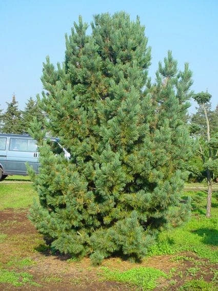 Alpenden (Pinus Cembra) 3 Alpenden (Pinus Cembra) - Afbeelding 3