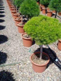 Den Op Stam (Pinus Nigra 'Brepo') -Planten Verkoopwinkel 20101221111509 4