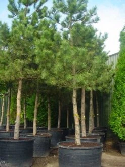 Oostenrijkse Den Als Boom (Pinus Nigra Nigra) -Planten Verkoopwinkel 20101221121215 16 2