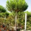 Parasolden (Pinus Pinea) -Planten Verkoopwinkel 20101221122947 8 1