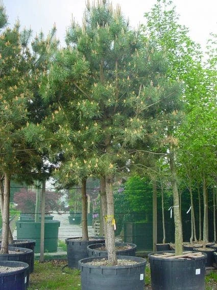 Grove Den (Pinus Sylvestris) 1 Grove Den (Pinus Sylvestris)