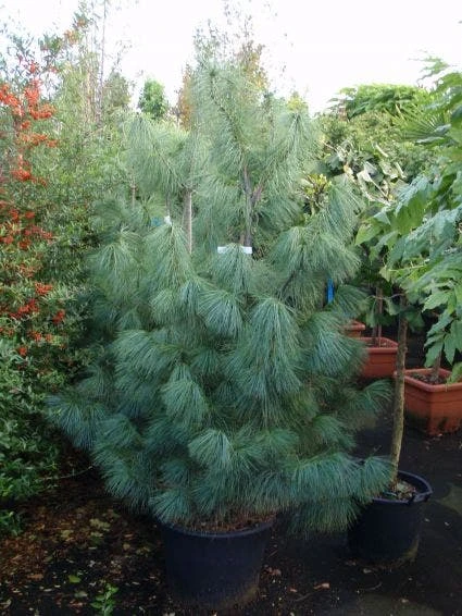 Treurden (Pinus Wallichiana) 1 Treurden (Pinus Wallichiana)