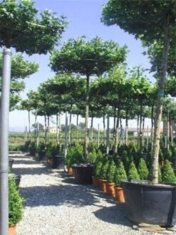 Dakplataan (Platanus Hispanica ) -Planten Verkoopwinkel 20101221142257 16