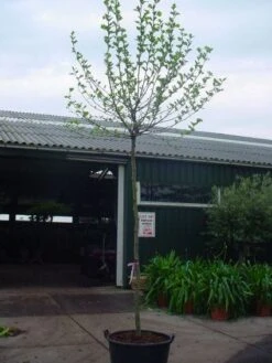 Bolplataan (Platanus 'Alphen's Globe') -Planten Verkoopwinkel 20101221145809 8