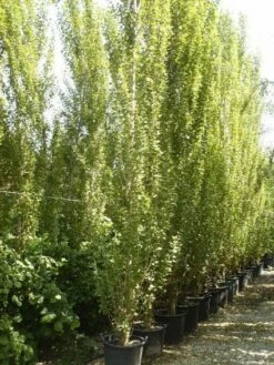 Italiaanse Populier (Populus Nigra 'Italica') -Planten Verkoopwinkel 20101221154434 7
