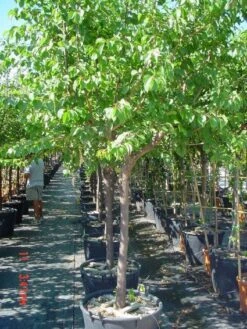 Amandelboom (Prunus Dulcis) -Planten Verkoopwinkel 20101221155404 3 1