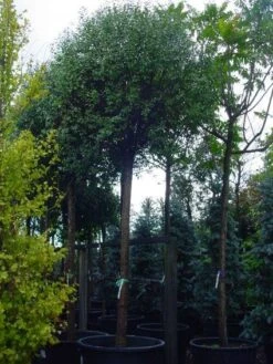 Bolprunus (Prunus Eminens 'Umbraculifera') -Planten Verkoopwinkel 20101221155441 16