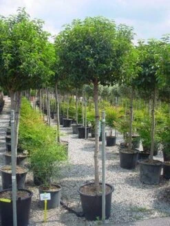 Portugese Laurier Op Stam (Prunus Lusitanica 'Angustifolia') -Planten Verkoopwinkel 20101221164022 5