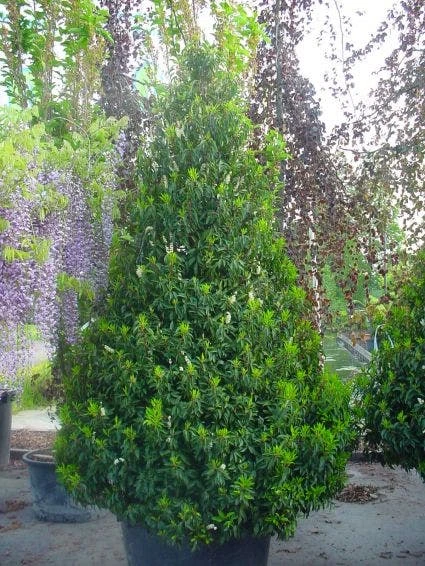 Portugese Laurier, Piramide (Prunus Lusitanica ) 3 Portugese Laurier, Piramide (Prunus Lusitanica ) - Afbeelding 3