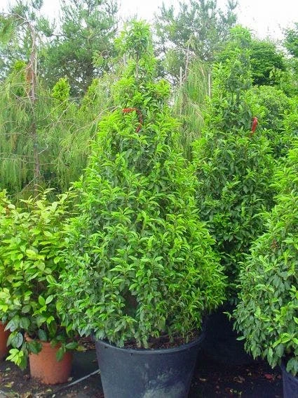 Portugese Laurier, Piramide (Prunus Lusitanica ) 1 Portugese Laurier, Piramide (Prunus Lusitanica )