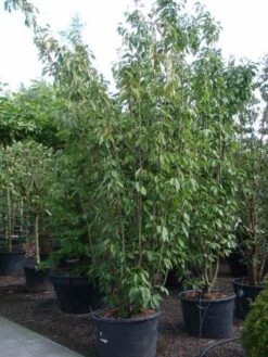 Sierkers, Struikvorm (Prunus Serrulata 'Kanzan') 9 Sierkers, Struikvorm (Prunus Serrulata 'Kanzan') -Planten Verkoopwinkel 20101224132249 9 1