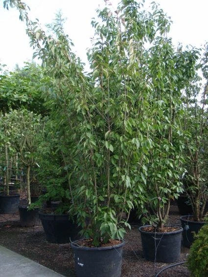 Sierkers, Struikvorm (Prunus Serrulata 'Kanzan') 3 Sierkers, Struikvorm (Prunus Serrulata 'Kanzan') - Afbeelding 3