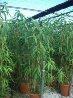 Bamboe (Pseudosasa Japonica) -Planten Verkoopwinkel 20101224133625 11