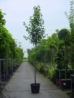 Chinese Sierpeer (Pyrus Calleryana 'Chanticleer') -Planten Verkoopwinkel 20101224151019 19 1