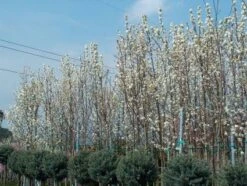 Chinese Sierpeer (Pyrus Calleryana 'Chanticleer') -Planten Verkoopwinkel 20101224151150 19