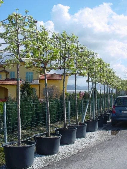 Sierpeer In Kubusvorm (Pyrus Calleryana 'Chanticleer') 1 Sierpeer In Kubusvorm (Pyrus Calleryana 'Chanticleer')
