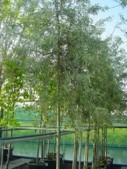 Treursierpeer (Pyrus Salicifolia 'Pendula') -Planten Verkoopwinkel 20101224152131 9 1