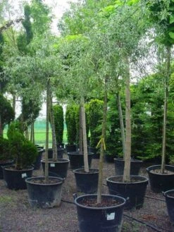 Treursierpeer (Pyrus Salicifolia 'Pendula') -Planten Verkoopwinkel 20101224152204 9 1