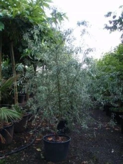 Sierpeer Als Struik (Pyrus Salicifolia 'Pendula') -Planten Verkoopwinkel 20101224153119 6