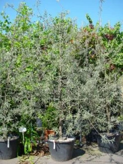 Sierpeer Als Struik (Pyrus Salicifolia 'Pendula') -Planten Verkoopwinkel 20101224153132 6 1