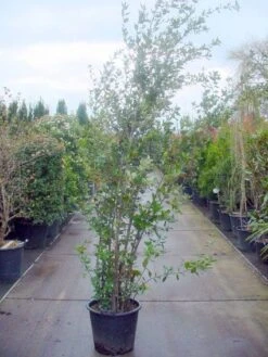 Steeneik Als Struik (Quercus Ilex) -Planten Verkoopwinkel 20101224154115 12