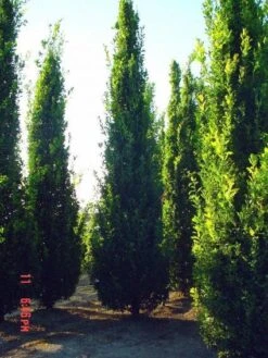 Zomereik Als Zuilboom (Quercus Robur 'Fastigiata') -Planten Verkoopwinkel 20101227160226 12