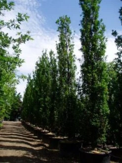 Zomereik Als Zuilboom (Quercus Robur 'Fastigiata') -Planten Verkoopwinkel 20101227160311 12