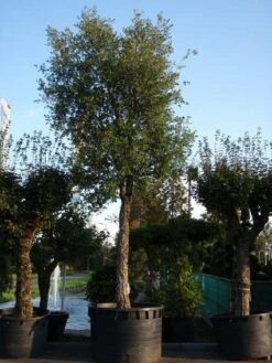 Kurkeik (Quercus Suber) 18 Kurkeik (Quercus Suber) -Planten Verkoopwinkel 20101227162131 9 2