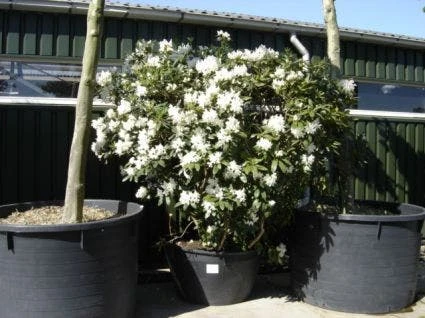 Rhododendron (Rhododendron 'Cunningham White') 16 Rhododendron (Rhododendron 'Cunningham White') - Afbeelding 16