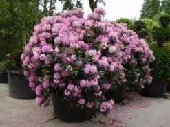 Rhododendron (Rhododendron 'Roseum Elegans')