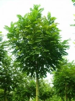 Bolacacia (Robinia Pseudoacacia 'Umbraculifera') -Planten Verkoopwinkel 20101228120433 24 2