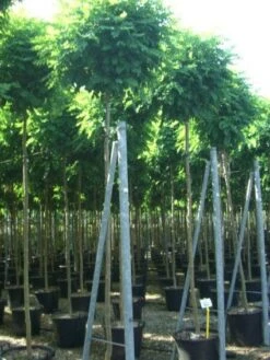 Bolacacia (Robinia Pseudoacacia 'Umbraculifera') -Planten Verkoopwinkel 20101228120453 24 1