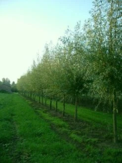 Knotwilg (Salix Alba) -Planten Verkoopwinkel 20101228131242 13 1