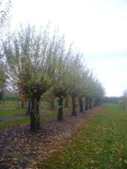 Knotwilg (Salix Alba) 16 Knotwilg (Salix Alba) -Planten Verkoopwinkel 20101228131303 13 2