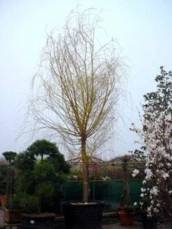 Gele Treurwilg (Salix Babylonica 'Aurea') -Planten Verkoopwinkel 20101228133308 11 1