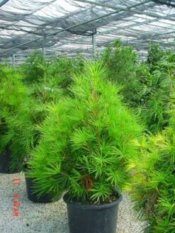 Japanse Parasolden (Sciadopitys Verticilata) 9 Japanse Parasolden (Sciadopitys Verticilata) -Planten Verkoopwinkel 20101228133645 7 1