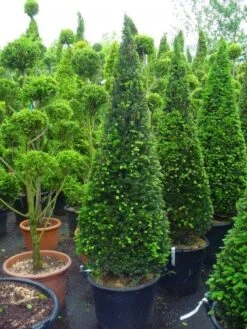 Taxus Als Kegel (Taxus Baccata)