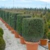 Taxus Als Kubus (Taxus Baccata) -Planten Verkoopwinkel 20101230131047 2