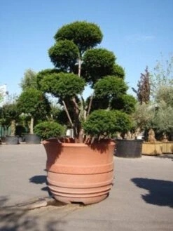 Taxus Als Bonsai (Taxus Baccata) -Planten Verkoopwinkel 20101230131827 1 1