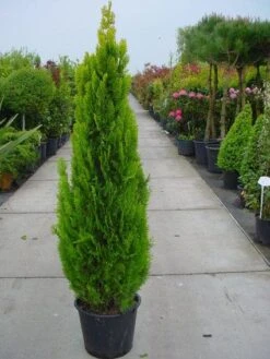 Levensboom (Thuja Orientalis 'Pyramidalis Aurea') 6 Levensboom (Thuja Orientalis 'Pyramidalis Aurea') -Planten Verkoopwinkel 20101230135131 8