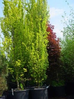 Goudiep (Ulmus Hollandica 'Wredei') -Planten Verkoopwinkel 20101231140718 9