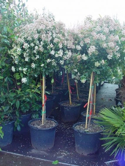 Sneeuwbal Op Stam (Viburnum Tinus 'Eve Price') 3 Sneeuwbal Op Stam (Viburnum Tinus 'Eve Price') - Afbeelding 3