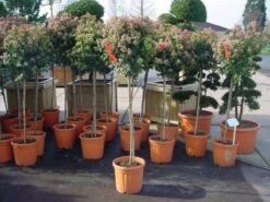 Sneeuwbal Op Stam (Viburnum Tinus 'Eve Price') 17 Sneeuwbal Op Stam (Viburnum Tinus 'Eve Price') -Planten Verkoopwinkel 20110102183229 4 1