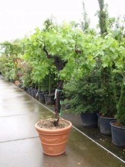 Druif, Op Stam (Vitis Vinifera)