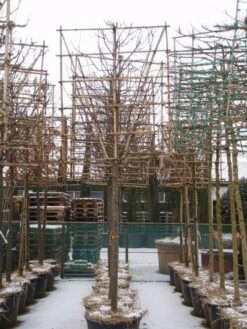 Sierappel Als Leiboom (Malus 'Red Sentinel') -Planten Verkoopwinkel 20110105105309 5 2